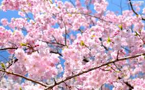 sakura