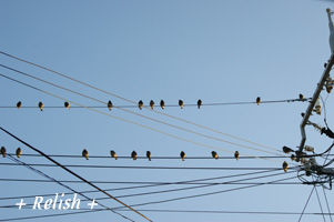bird nov2511