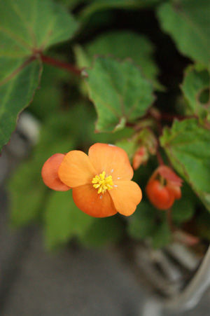 flower3 jun0616