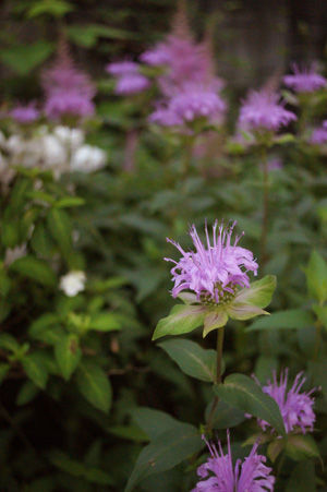 flower2 jun0616