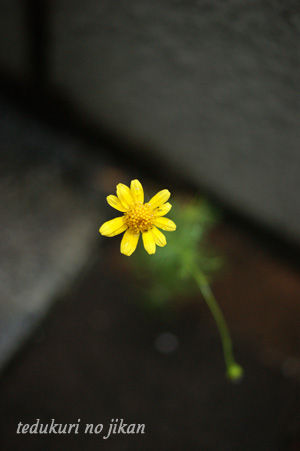 flower sep0112