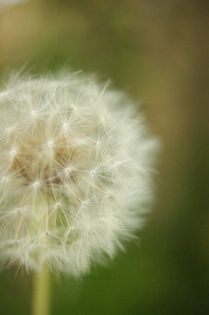tanpopo