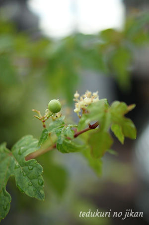 flower2 sep0112