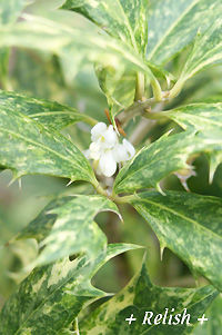 flower dec0811
