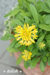flower nov2711