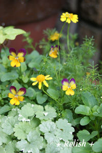flower nov2611