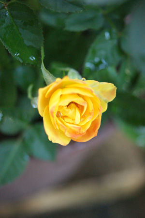 flower nov0515