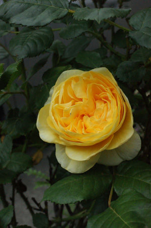 rose may0917