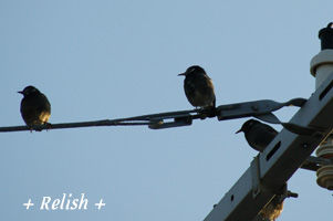 bird nov2611