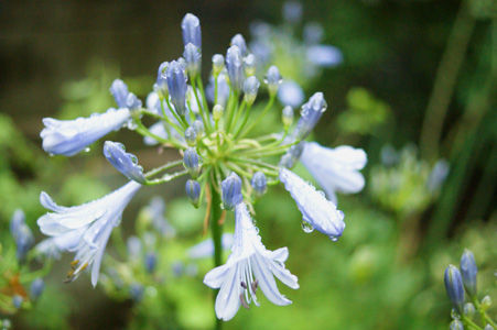 flower2 jun1316
