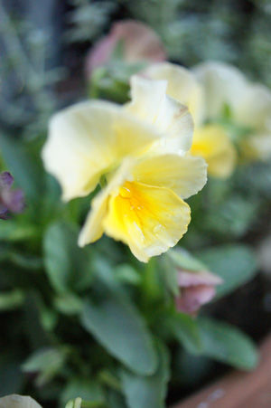 flower3 nov0515