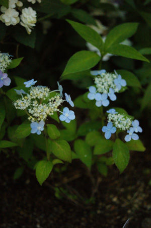 flower1 jun0616