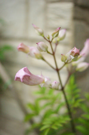 flower jun1316