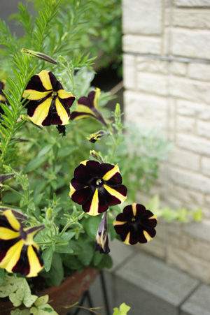 flower3 jun1316