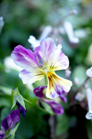 flower2 nov0515