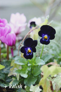 flower nov2511