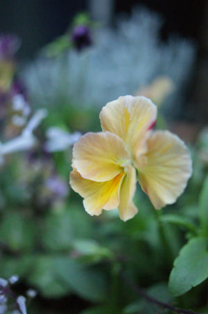 flower nov1015