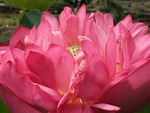IMG_3950