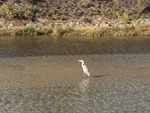 kamoriver