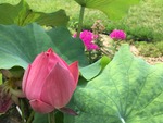 IMG_3953