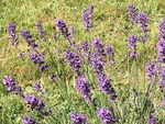 IMG_1780