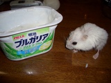 アロエヨーグルト