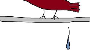 鳥の糞
