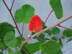 DSCF7123