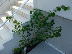 DSCF7122