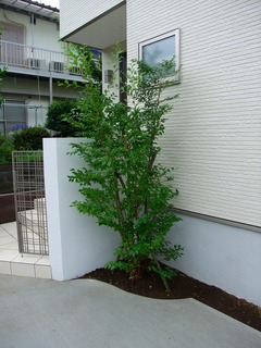 DSCF6366