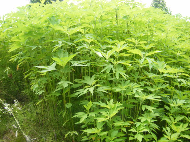 DSCF7079