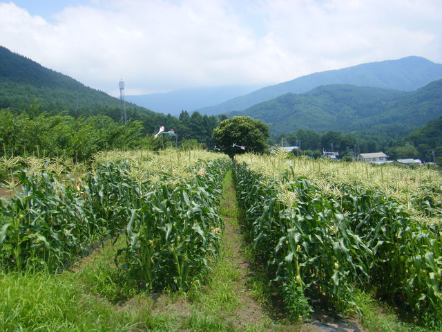DSCF0038