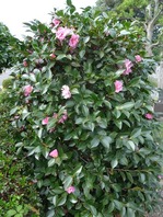 P1000990