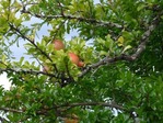 P1000409
