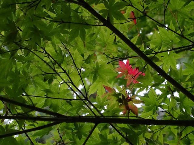DSC03888