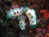 DSCN5923