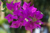 IMGP0181