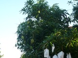 P1040581