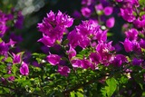 IMGP0145