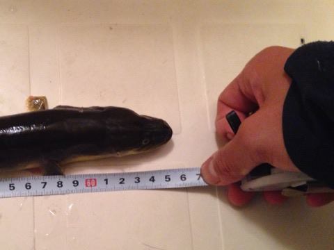 18903020_1355976794499327_1223100713_n