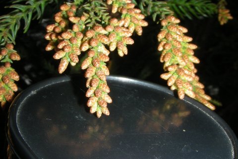 DSCN8899