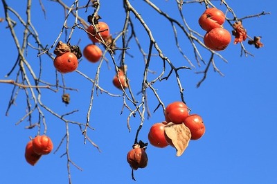 persimmon-1102158_640