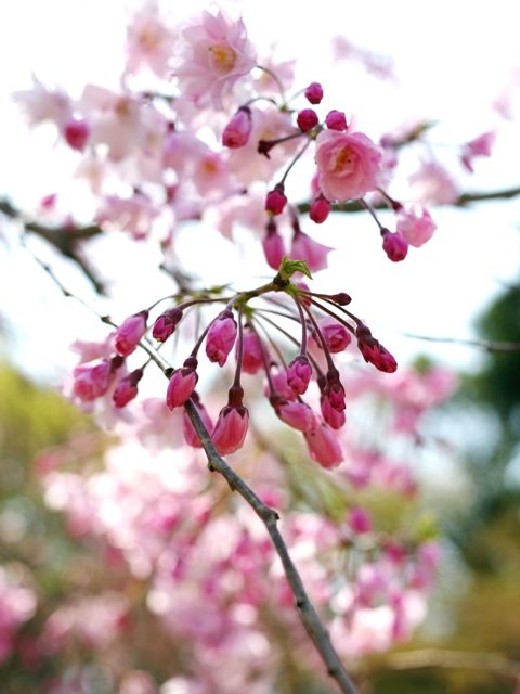 20140401小石川後楽園11