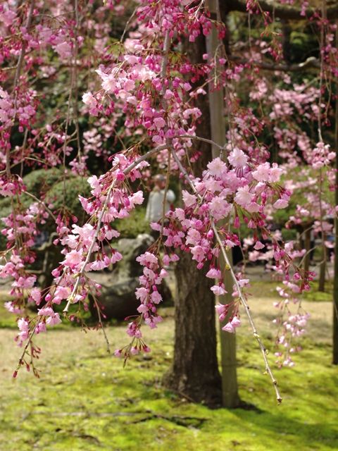 20140401小石川後楽園01