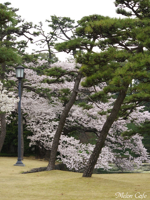 都内の桜03