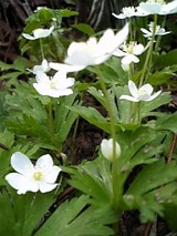 f6312294.jpg
