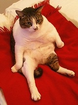 落ち着いちゃってます