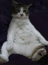 モデル