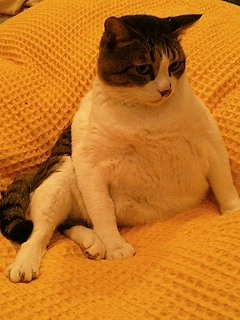 前から