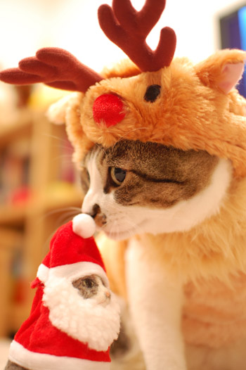 ����Υ��󥿤򤳤��ޤ��󤬡�
